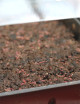 Grande serre semis Plante carnivore