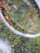 Mini serre semis Plante carnivore
