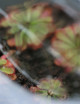 Mini serre semis Plante carnivore