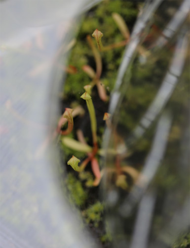 Mini serre semis Plante carnivore