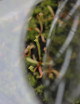 Mini serre semis Plante carnivore