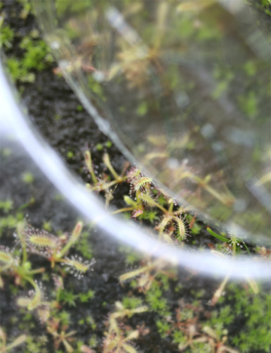 Mini serre semis Plante carnivore