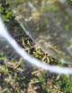 Mini serre semis Plante carnivore