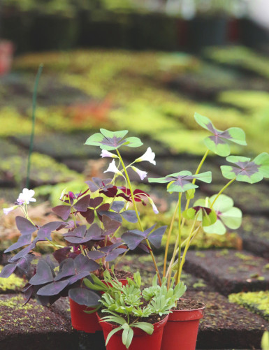 Pack containing 3 oxalis