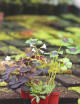 Pack containing 3 oxalis