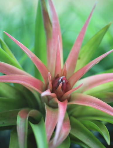 Tillandsia velutina - 10 à 12 cm fille de l'air
