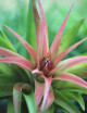 Tillandsia velutina - 10 à 12 cm fille de l'air