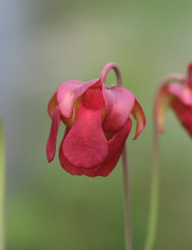 Plante carnivore Sarracenia stevensii