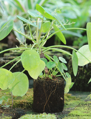 Kit - Pilea peperomioides in tree fern for terrarium