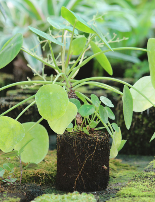 Kit - Pilea peperomioides en xaxim pour terrarium