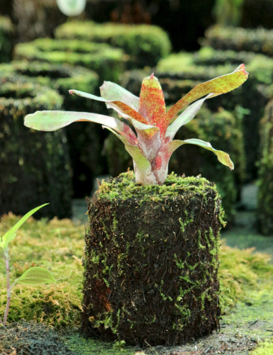 Kit - Neoregelia 'Atlantis' in tree fern for terrarium