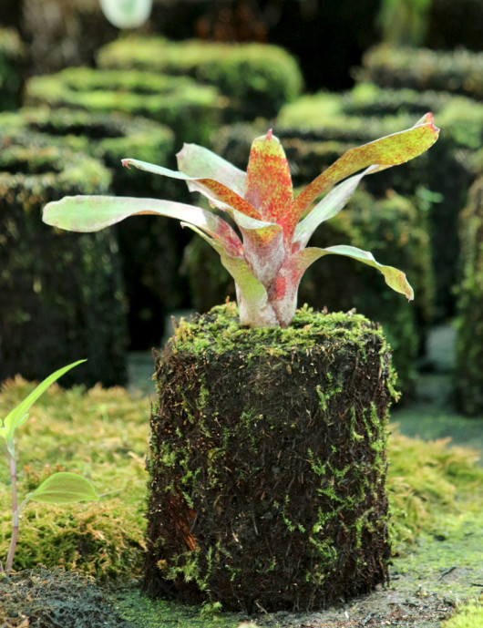 Kit - Neoregelia 'Atlantis' in tree fern for terrarium