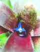Kit - Neoregelia 'Atlantis' in tree fern for terrarium