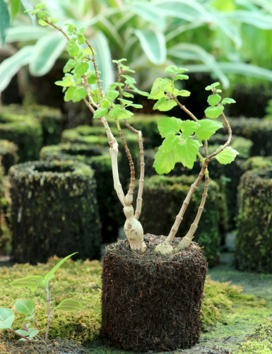 Kit - Plectranthus ernestii en xaxim pour terrarium