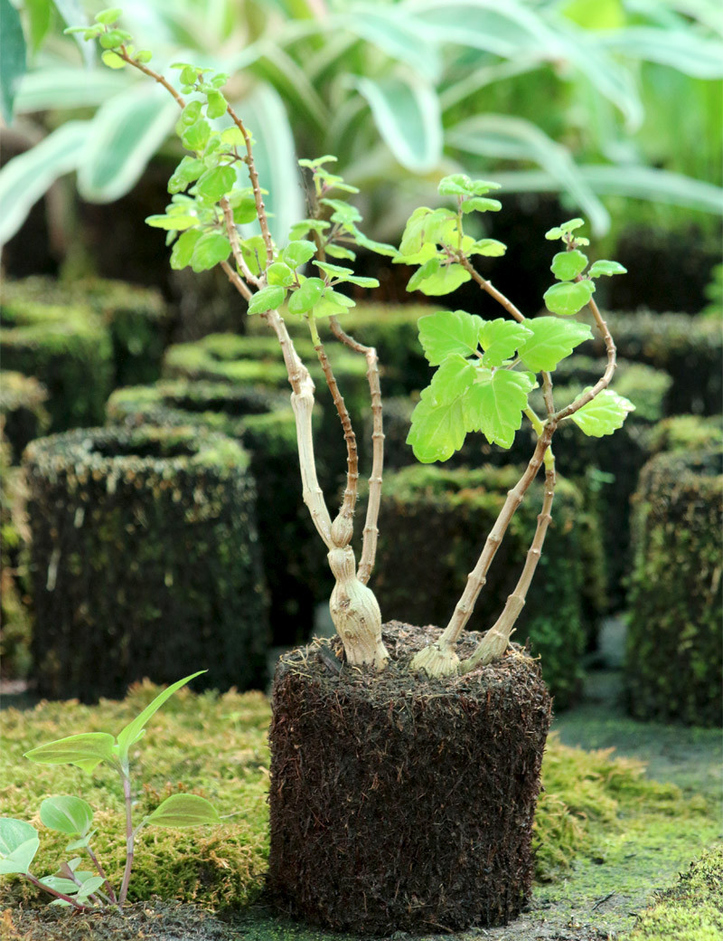 Kit - Plectranthus ernestii en xaxim pour terrarium
