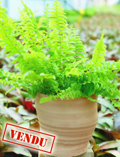 Nephrolepis exaltata - Présenté