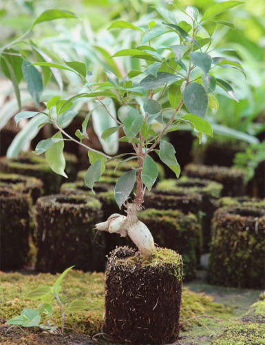 Kit - Ficus microcarpa ginseng en xaxim pour terrarium