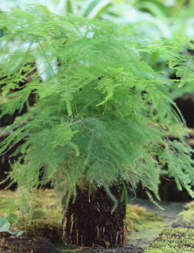 Kit - Asparagus plumosus nanus en xaxim pour terrarium