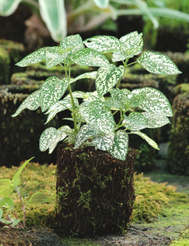 Kit - Hypoestes 'blanc' en xaxim pour terrarium