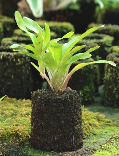 Kit - Neoregelia Mephisto in tree fern for terrarium
