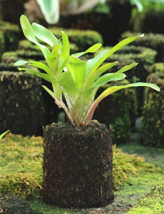 Kit - Neoregelia Mephisto en xaxim pour terrarium