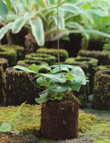 Kit - Hemionitis arifolia en xaxim pour terrarium