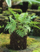 Kit - Athyrium spicatum en xaxim pour terrarium