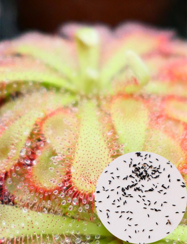 Graines de Drosera aliciae Plante carnivore