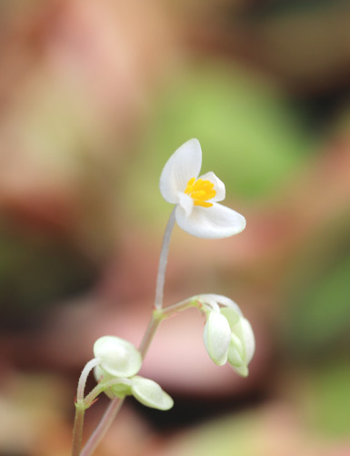 Plantes terrariums Begonia thelmae