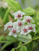 Hoya bella porcelain flower