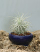 Tectorum présenté
