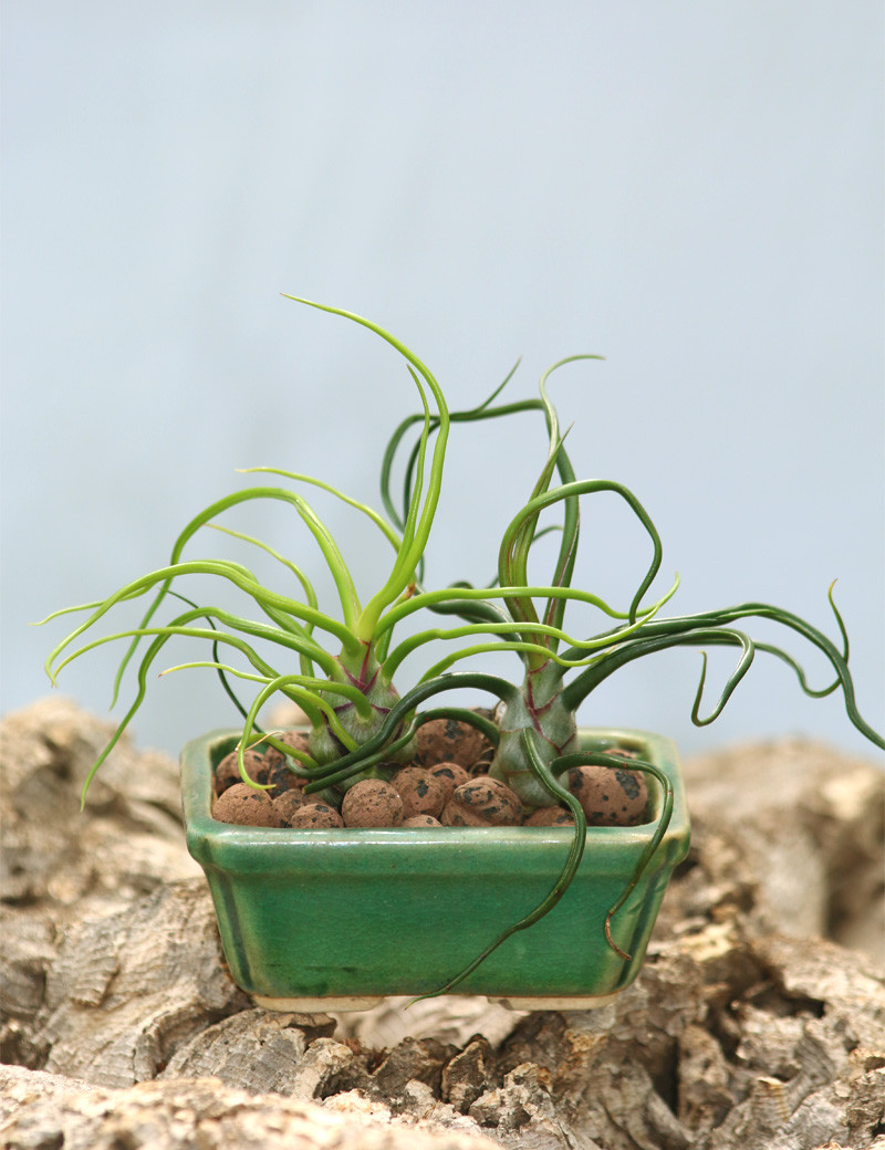 Bulbosa présenté N°1