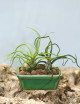 Bulbosa présenté N°1
