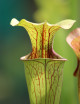 Carnivorous plant Sarracenia oreophila 'Sand Mountain'