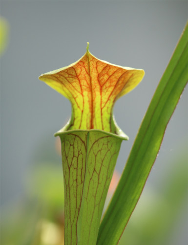 Plante carnivore Sarracenia alata red throat x oreophila