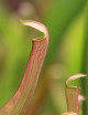 Plante carnivore Sarracenia rubra ssp. rubra