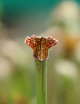 Plante carnivore Sarracenia excellens x (minor x leucophylla)