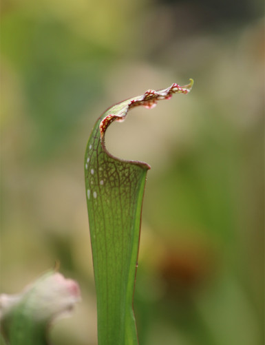 Plante carnivore Sarracenia excellens x (minor x leucophylla)