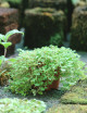 Plantes terrariums Soleirolia soleirolia (Helxine)