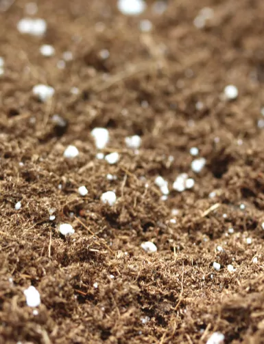 Carnivorous plant soil - Optimized -