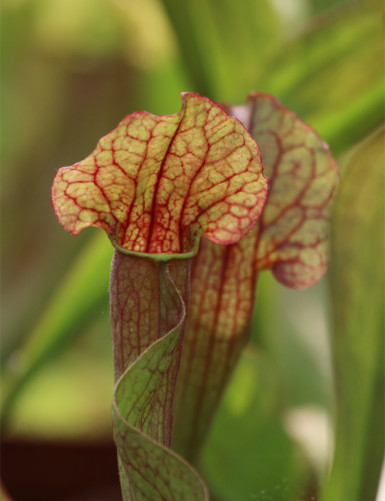 Carnivorous plants Sarracenia x mitchelliana x (purpurea x oreophila)