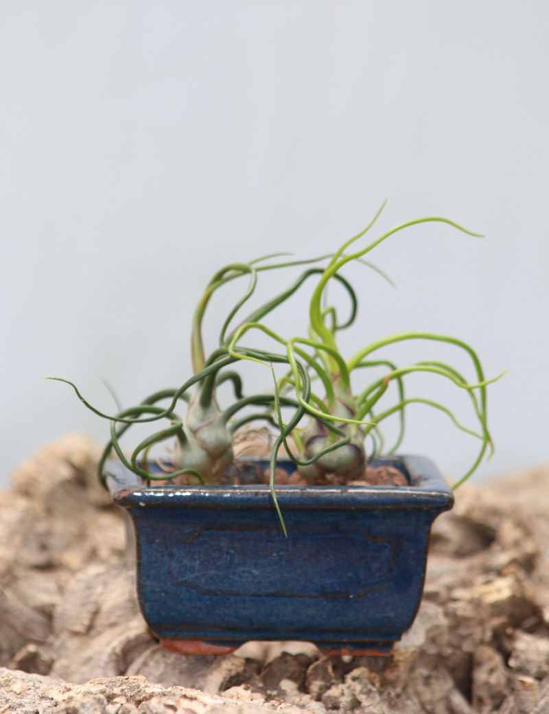Bulbosa présenté N°2