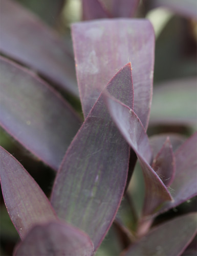 Tradescantia purple terrarium plants