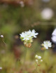 Drosera paleacea plante carnivore