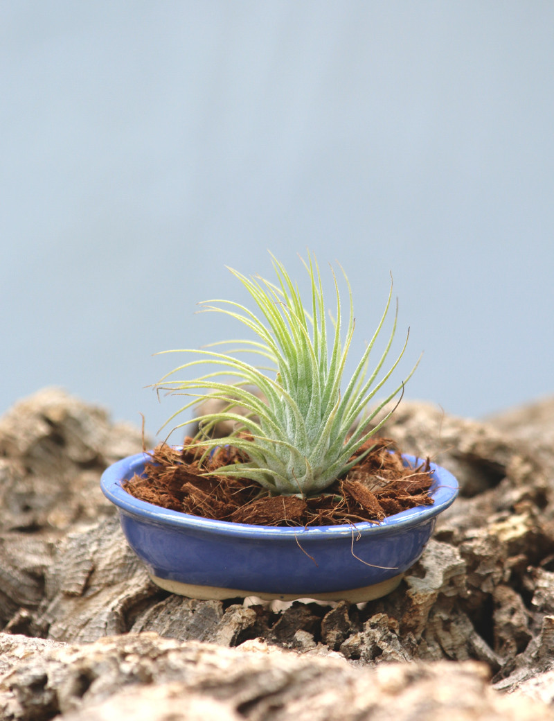 Ionantha var. ionantha présenté