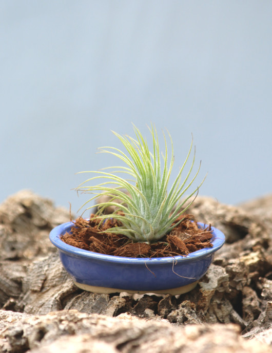 Ionantha var. ionantha présenté