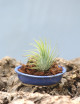 Ionantha var. ionantha présenté