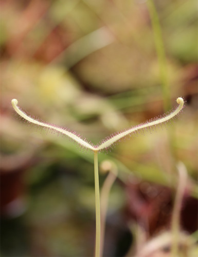 Drosera binata ghost plante carnivore