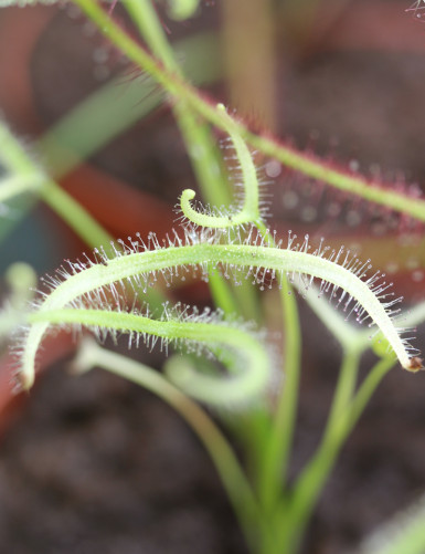 Drosera binata ghost plant carnivore