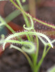 Drosera binata ghost plant carnivore